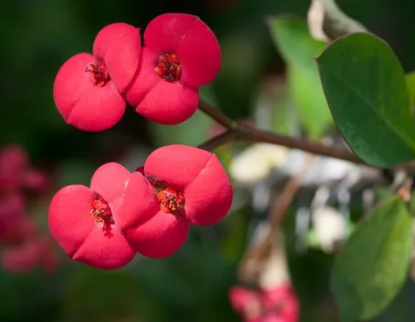 Euphorbia milii 