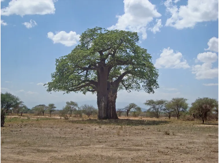 Baobab