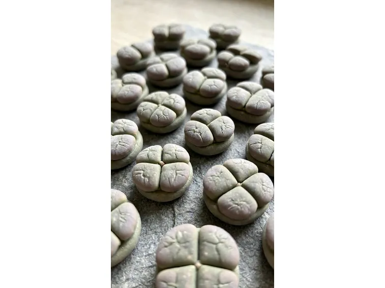 aizoaceae