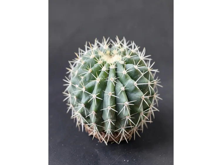 ancistrocactus 