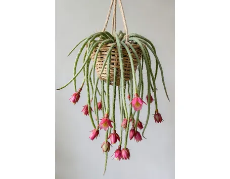 aporocactus flagelliforme