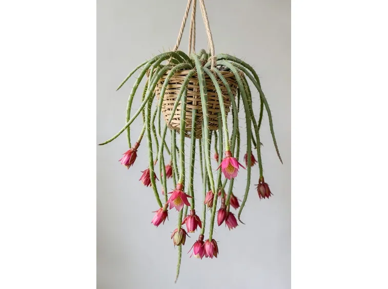 aporocactus flagelliforme