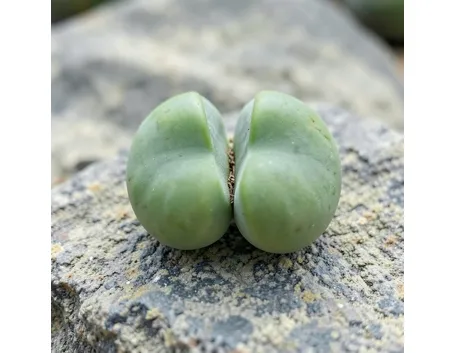argyroderma pearsonii