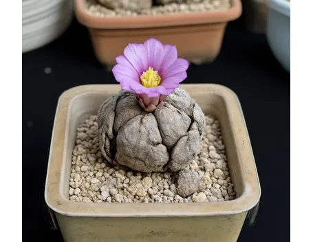 ariocarpus fissuratus 