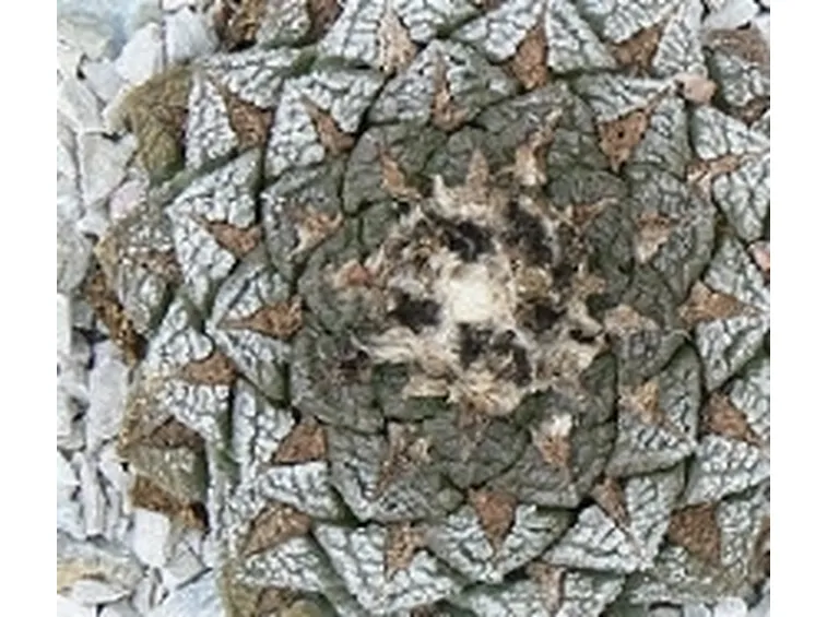 Ariocarpo