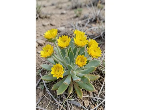 Carpobrotus 