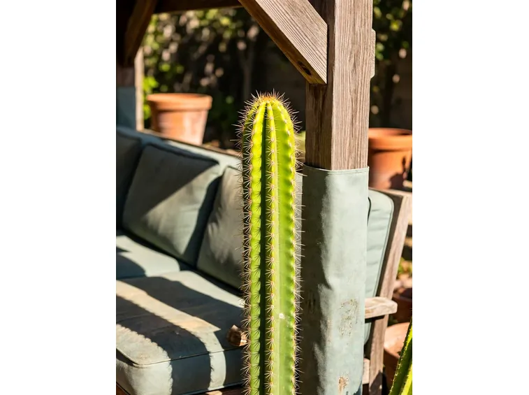 cereus peruvianus