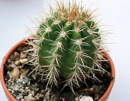 Coleocephalocereus goebelianus