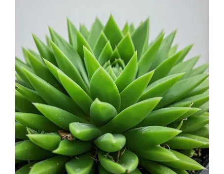 deuterocohnia
