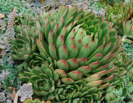 Echeveria agavoides