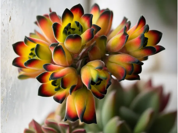 Echeveria