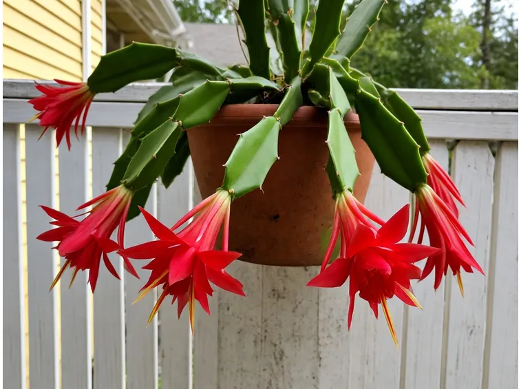 ephiphyllum fiorita