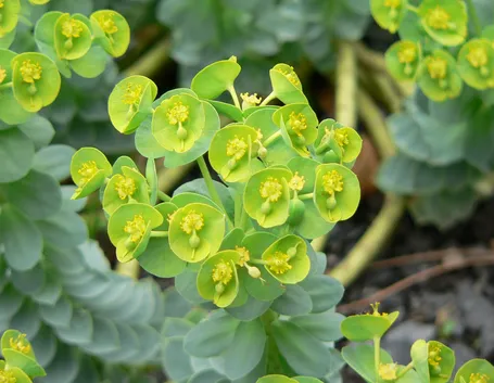 Euphorbia pugniformis