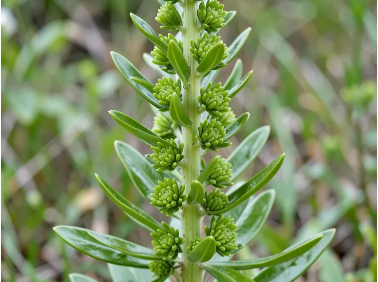 varietà di euphorbia