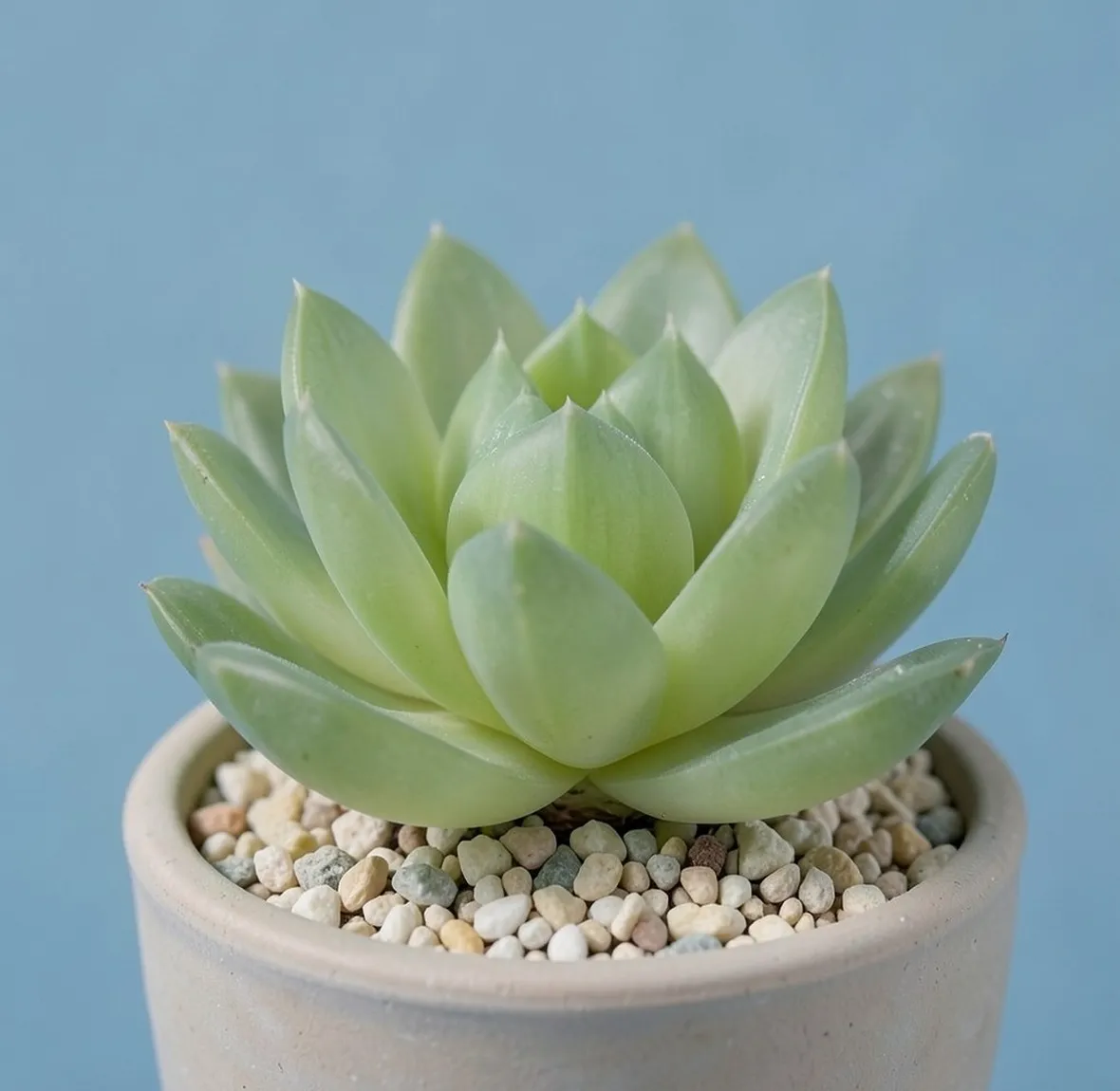 haworthia cymbiformis