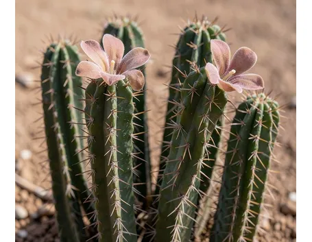 Hoodia 