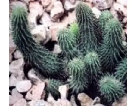 Huernia macrocarpa 