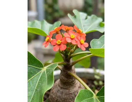 Jatropha podagrica 