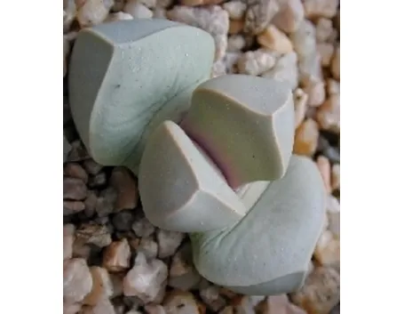 Lapidaria margaretae 