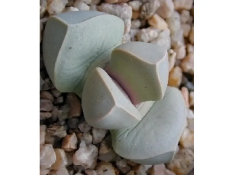 Lapidaria margaretae 