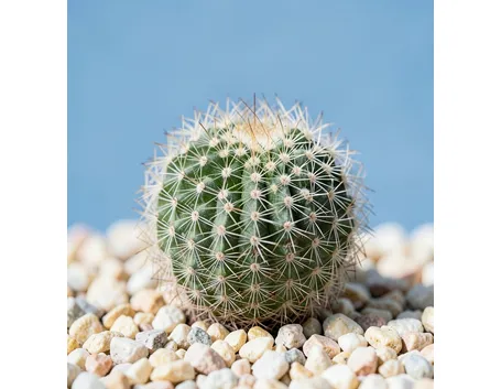 Mammillaria 
