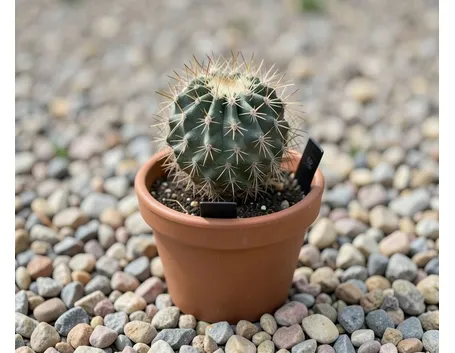 Neoporteria