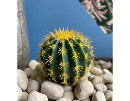 Notocactus magnificu
