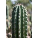 Pachycereus
