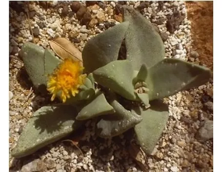Pleiospilos bolusii 