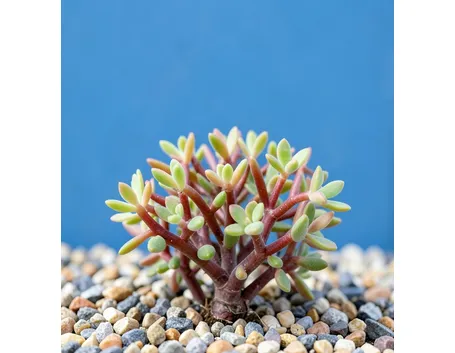 Portulacaria afra