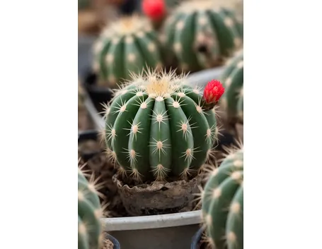 Rebutia albiflora