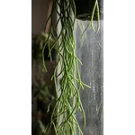 Rhipsalis