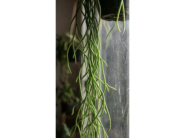 Rhipsalis