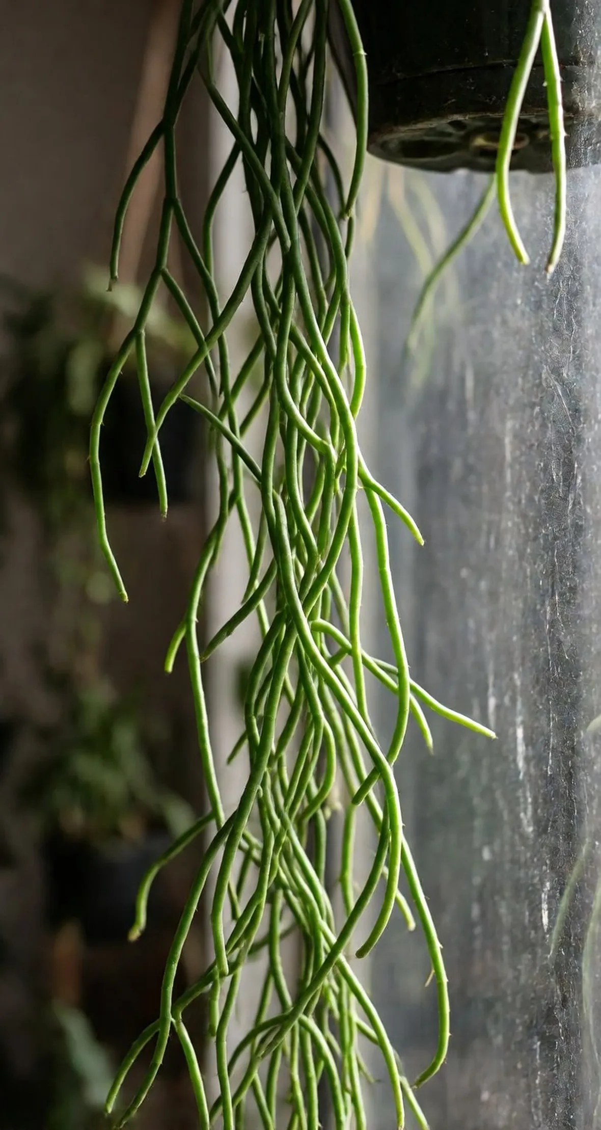 Rhipsalis