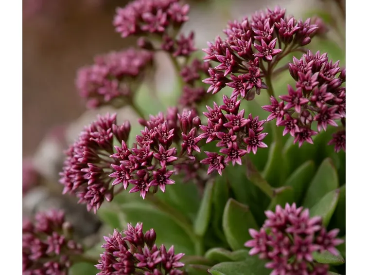 sedum