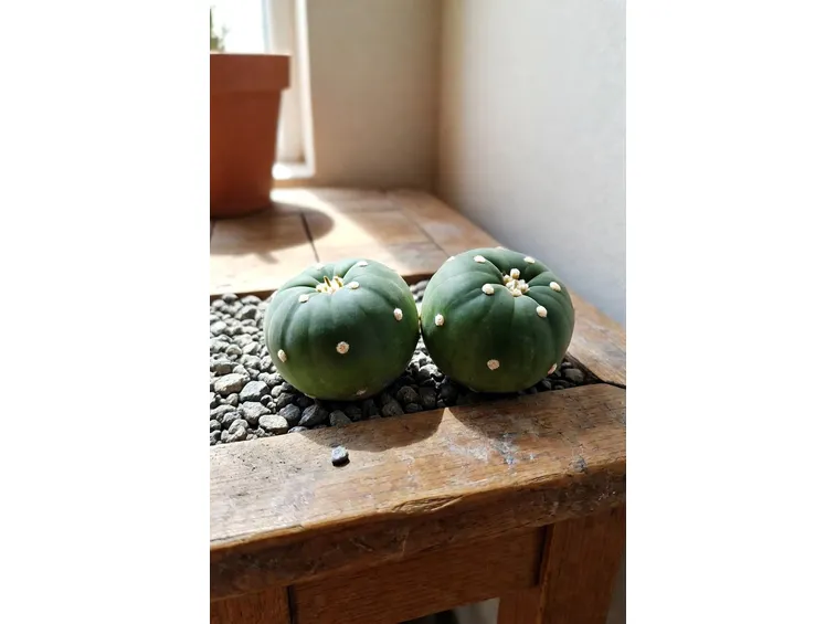 bulbi