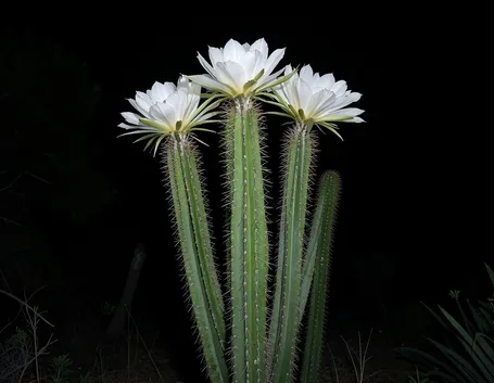 piante grasse