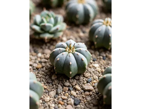 astrophytum