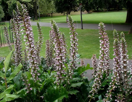 Acanthus mollis