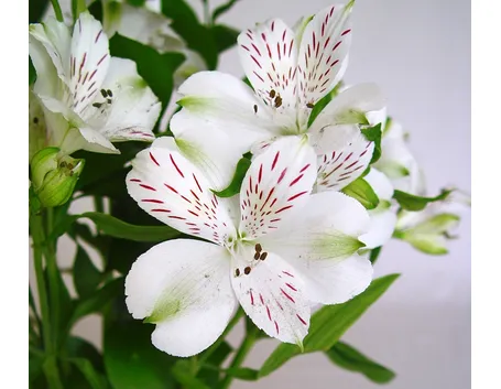 Alstroemeria