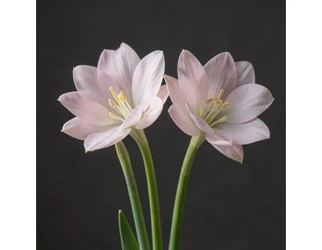 amaryllis