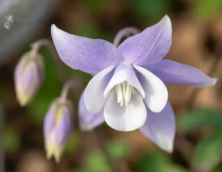 aquilegia