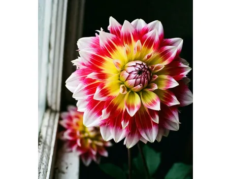 dalia