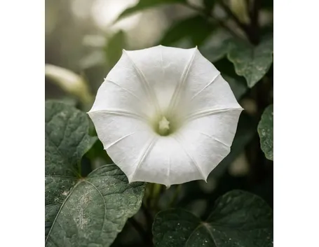 datura