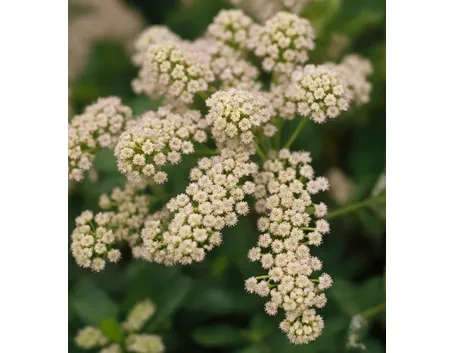 spirea