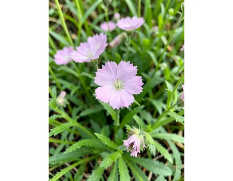 lychnis flos