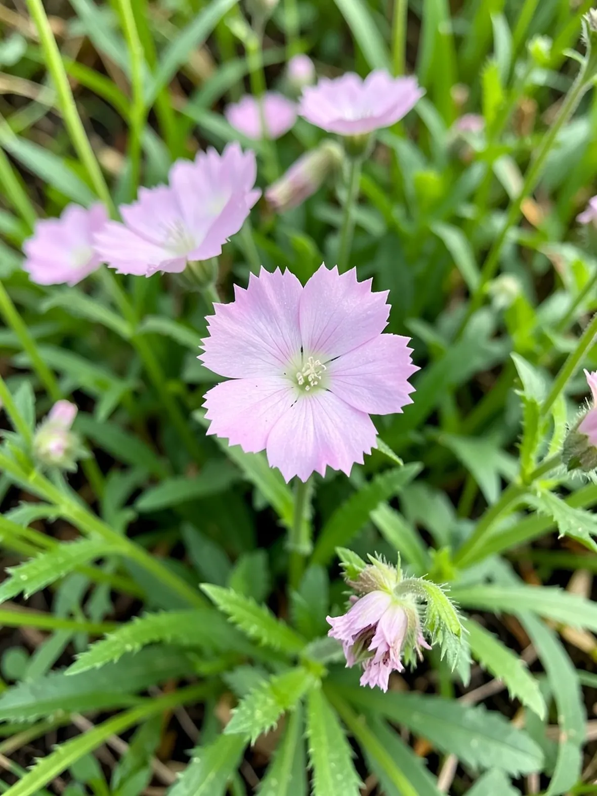 lychnis flos