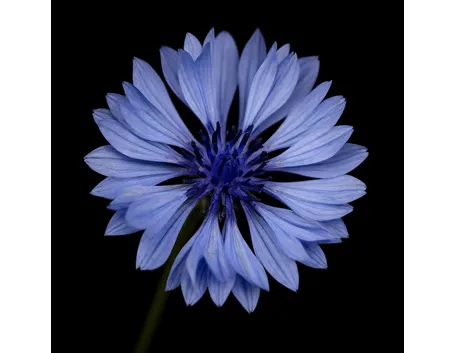 fiordaliso