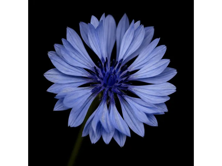 fiordaliso
