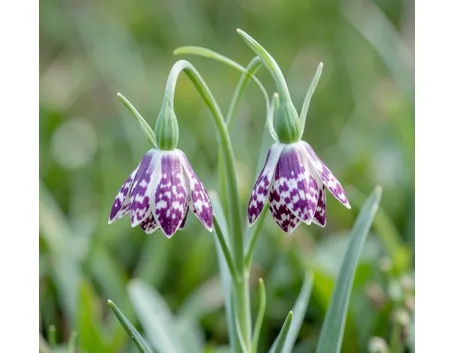 fritillaria